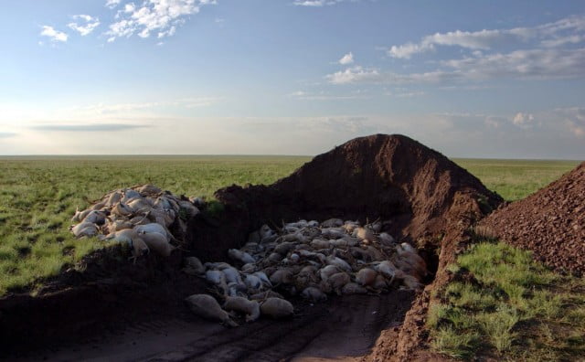 02antelope-a-superJumbo