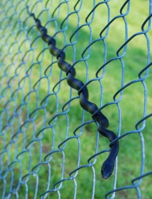 10624953_10204491418902184_2009147284536431216_n