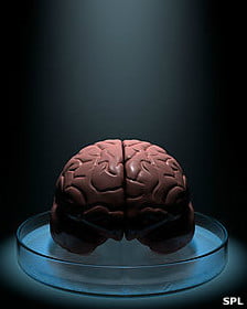 Cerebro
