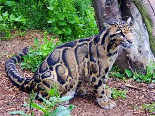 Esto si es de celebrar: reaparece leopardo nublado después de 30 años Esto si es de celebrar: reaparece leopardo nublado después de 30 años
