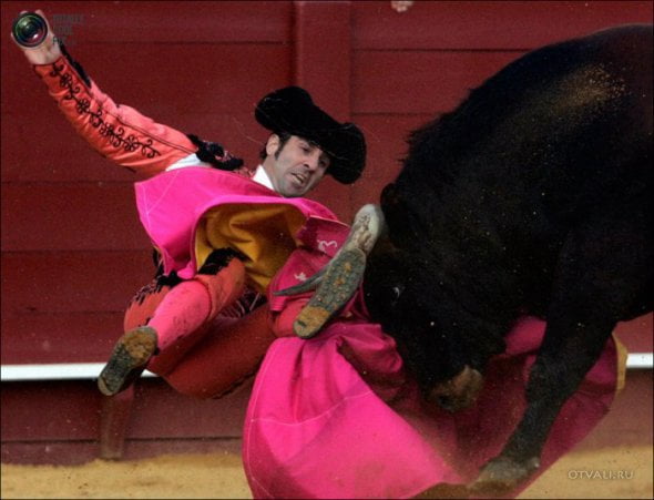 Быки атакуют (24 фото)