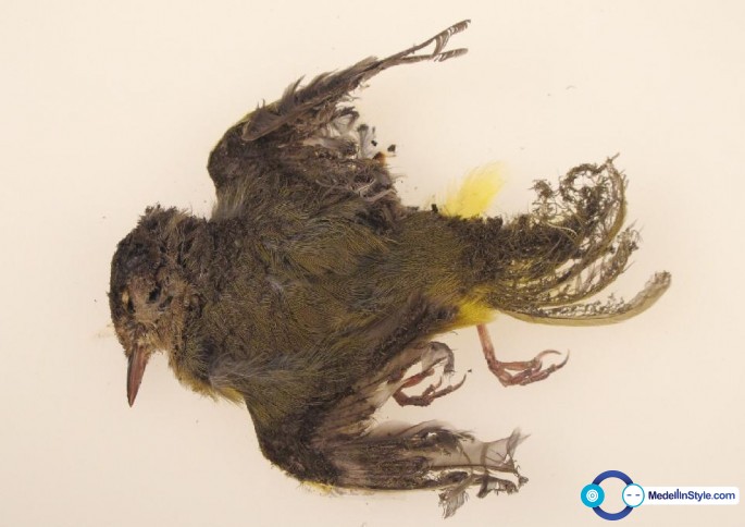 2aa8f59a643f1c205d0f6a706700bfd5