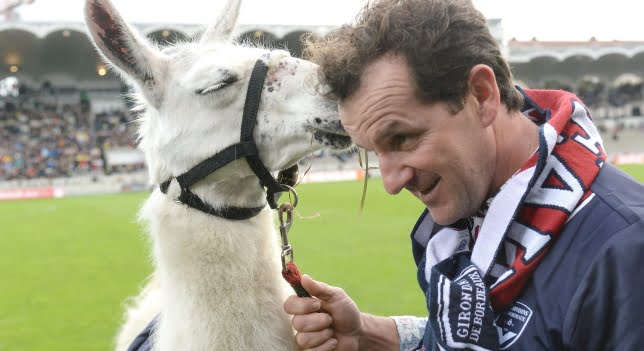 La llama que se fue de fiesta se convierte en la mascota de un equipo de fútbol de Francia
