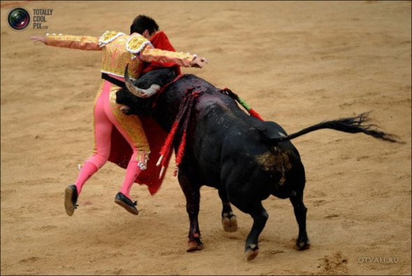 Быки атакуют (24 фото)