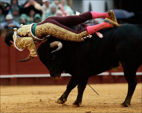 Быки атакуют (24 фото)