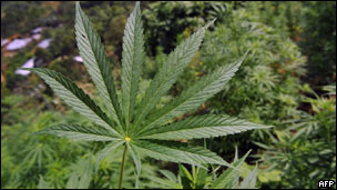 marihuana