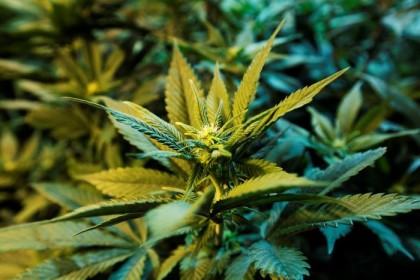 601820_520608048002400_138524399_n