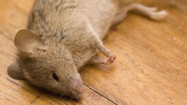 _90087297_genes_thinkstock2