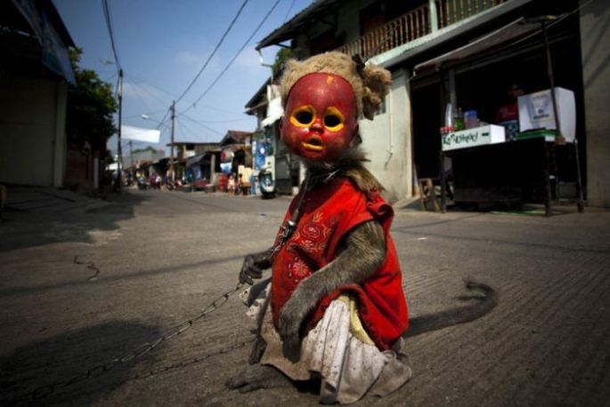 Creepy Indonesian street monkeys 1 PERTURBADORES MONOS ENMASCARADOS MENDIGAN EN INDONESIAsin categoria 