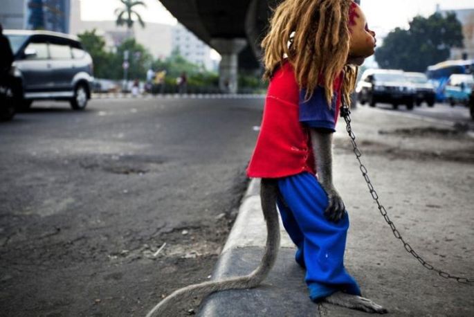 Creepy Indonesian street monkeys 8 PERTURBADORES MONOS ENMASCARADOS MENDIGAN EN INDONESIAsin categoria 