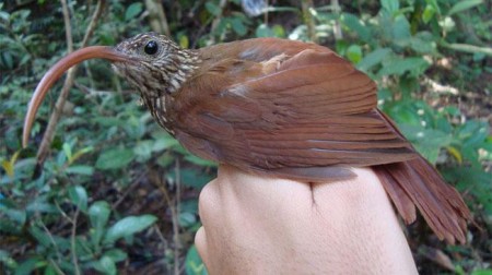 Descubren-nuevas-especies-de-aves-en-la-Amazonas