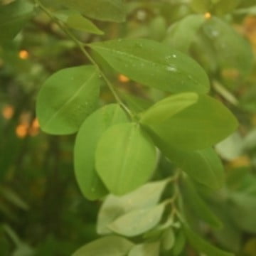 Erythroxylum_coca_foliage