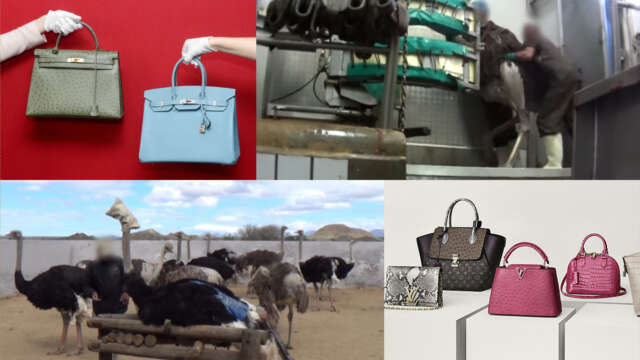 Video: Avestruces torturados para hacer bolsos Prada, Gucci etcétera