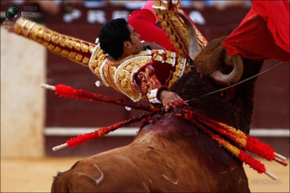 Быки атакуют (24 фото)