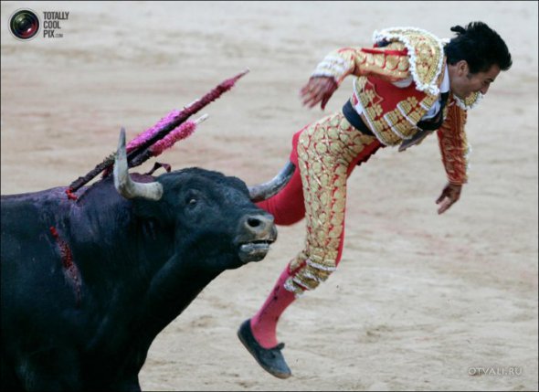 Быки атакуют (24 фото)
