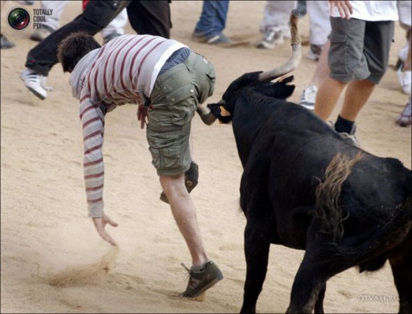 Быки атакуют (24 фото)