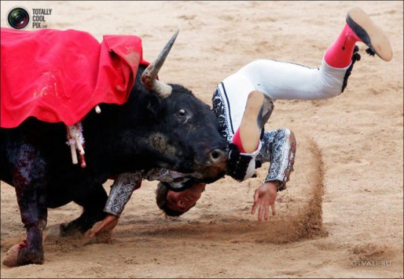 Быки атакуют (24 фото)