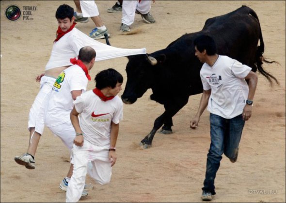 Быки атакуют (24 фото)