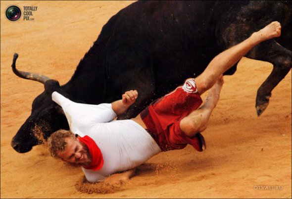 Быки атакуют (24 фото)