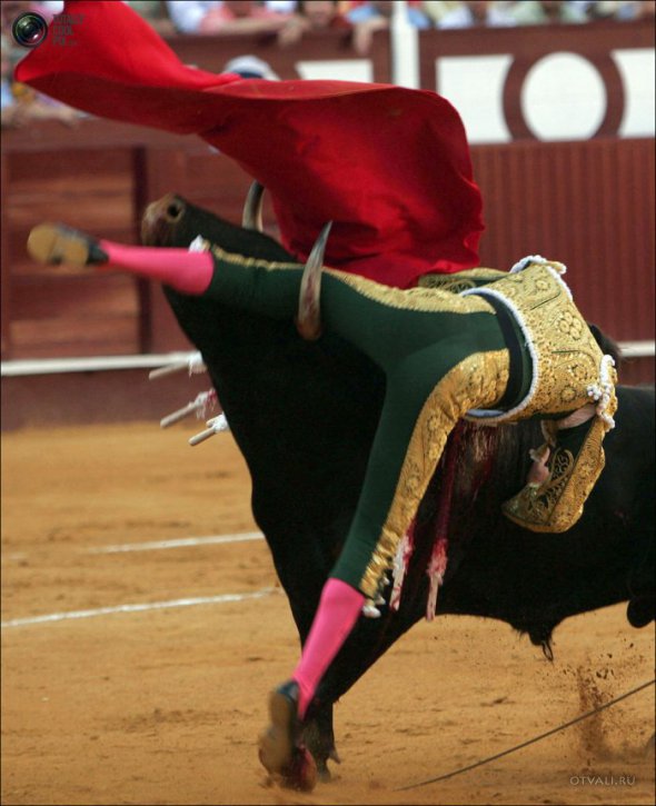 Быки атакуют (24 фото)