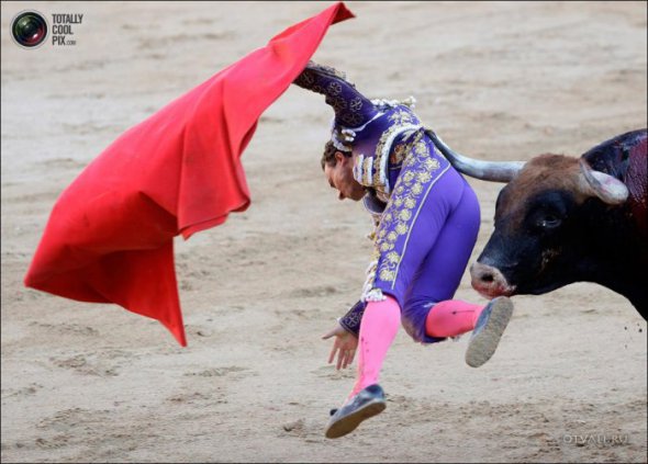 Быки атакуют (24 фото)