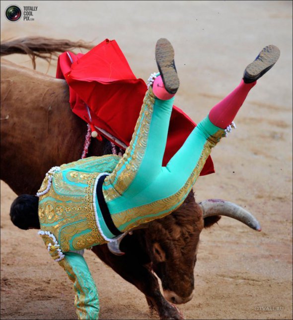 Быки атакуют (24 фото)