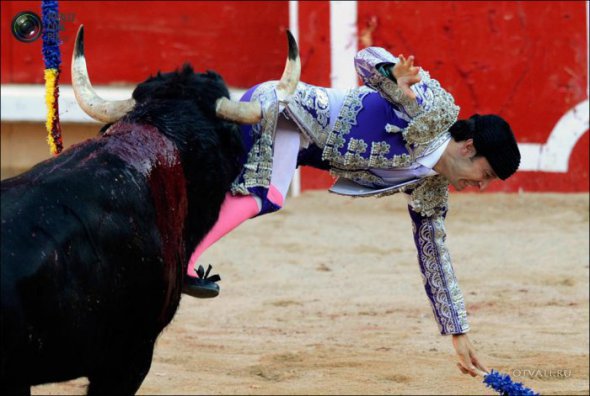 Быки атакуют (24 фото)