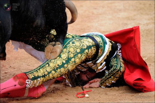 Быки атакуют (24 фото)