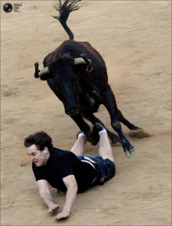 Быки атакуют (24 фото)