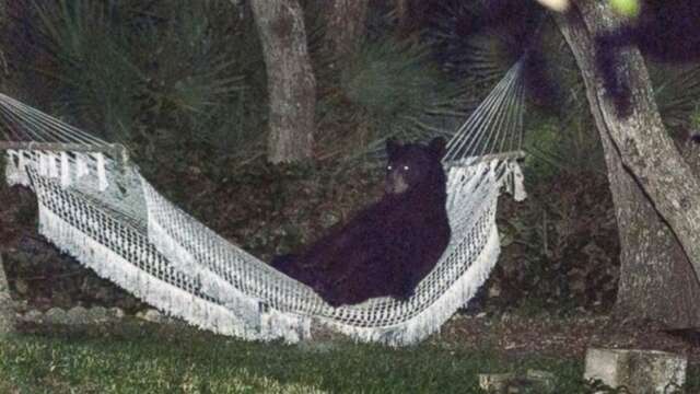 Un Oso se parcha en una Hamaca