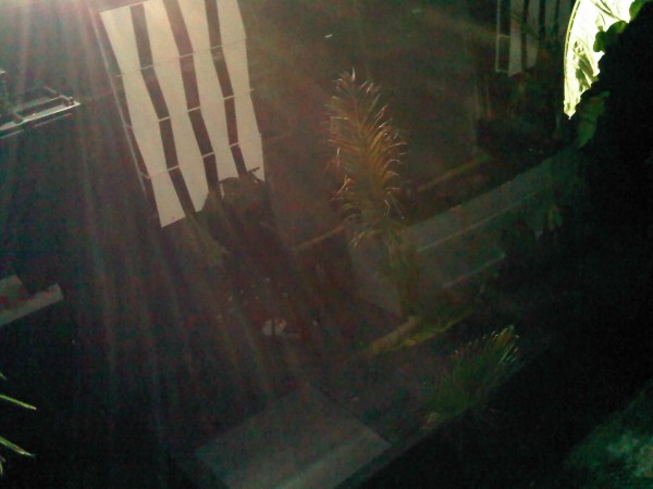 IMG00422-20110806-1542