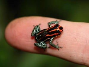 Ranitomeya-amazonica-03000017666_01-300x225
