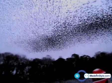 Video: El arte de la Naturaleza