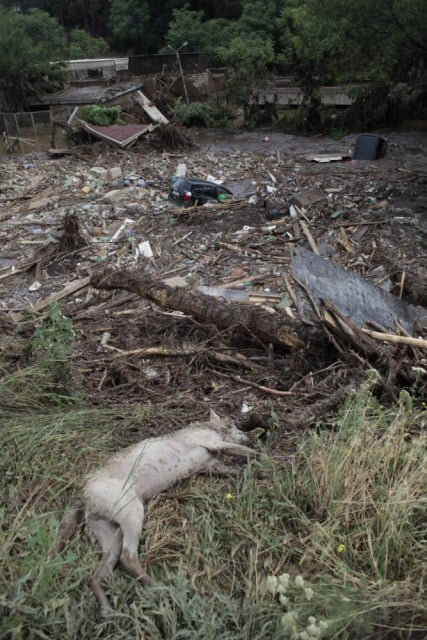A body of an animal lies at a flooded zoo in Tbilisi, Georgia, Sunday, June 14, 2015. Tigers, lions, a hippopotamus and other animals have escaped from the zoo in Georgiaís capital after heavy flooding destroyed their enclosures, prompting authorities to warn residents in Tbilisi to stay inside Sunday. (AP Photo/Sergei Poliakov)