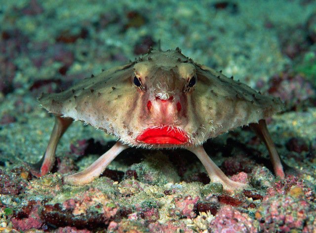 Bizzare Animal Creatures That Actually Exist