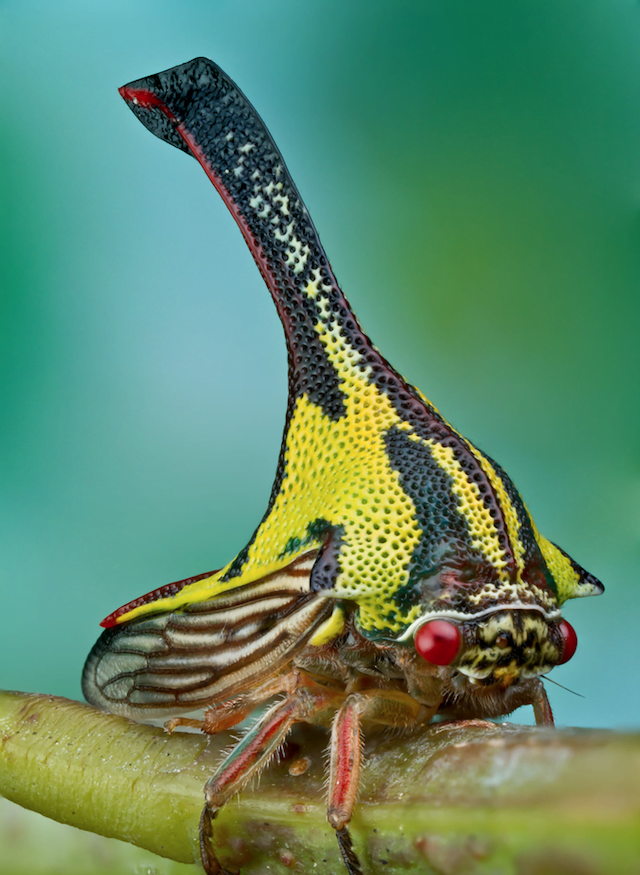 Bizzare Animal Creatures That Actually Exist