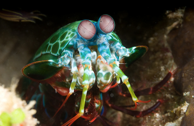 Bizzare Animal Creatures That Actually Exist