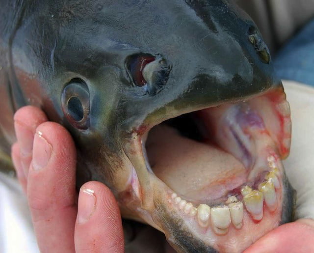 Bizzare Animal Creatures That Actually Exist