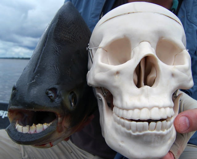 Bizzare Animal Creatures That Actually Exist