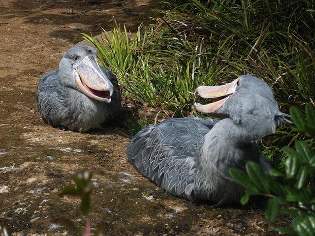 Bizzare Animal Creatures That Actually Exist