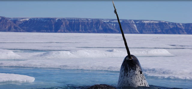 Bizzare Animal Creatures That Actually Exist