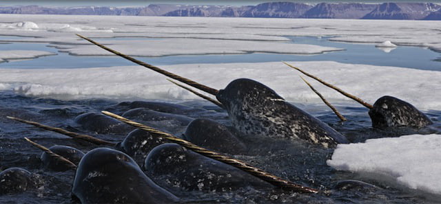 Bizzare Animal Creatures That Actually Exist