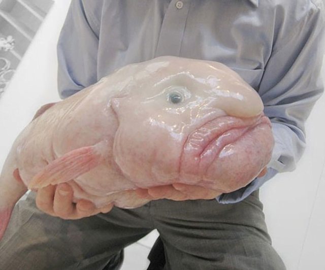 Bizzare Animal Creatures That Actually Exist
