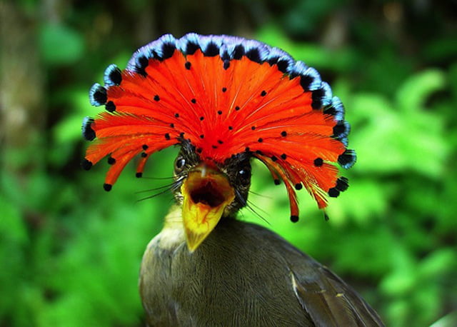 Bizzare Animal Creatures That Actually Exist