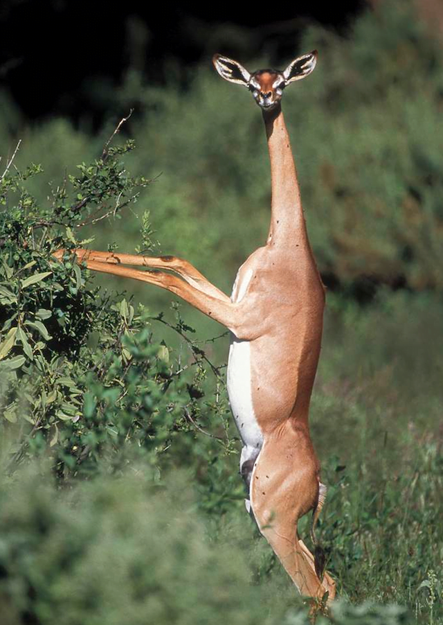 Bizzare Animal Creatures That Actually Exist