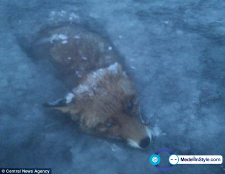 article-2545364-1AECC38200000578-498_634x491