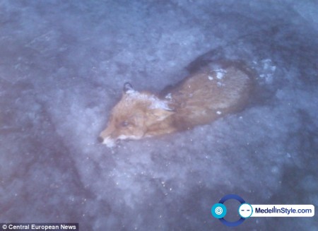 article-2545364-1AECC3DA00000578-847_634x462