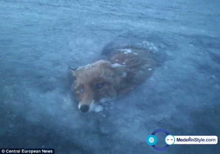 article-2545364-1AECC3F400000578-628_634x445