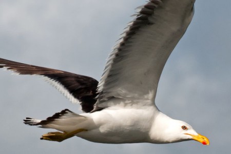 aves