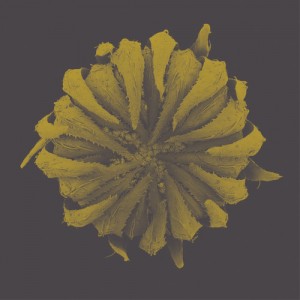 biolab04